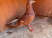 4 pigeons