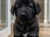 Caucasian Malinois Shepherds