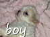 Shihpoos