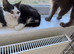 3 little kittens