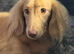 Only 2 left Petite size long haired dachshund puppies highly dna tested parents low coefficient %