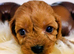 Cavapoo Puppies Red ️️ last boy!!.