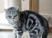 Bsh. Silver classic tabby ,stud cat for sale on the August.