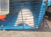2 male ferrets plus cage