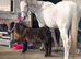 Loveable 15.3hh fleabitten grey gelding