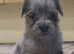 Beautiful puppies available