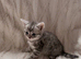 1 female 1 male left looking for there forever homes