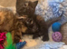 BSH Pedigree Silver Cross bundles of love