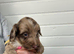 Fantastic Sprockerpoos for sale