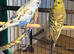 budgies available 9 weeks old