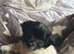 Chihuahua cross spaniel