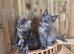 Pure Bred Maine Coon Kittens