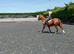 Ex polo pony for part loan