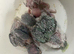 budgies and parrotlets