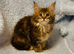 Beautiful TICA Active Registered Kittens