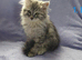 Siberian Kittens (Not Registered)