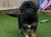 10 week old german shepherd puppies