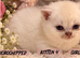 Beautiful GCCF Registered British Shorthair Kittens