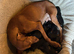 Vizla x lurcher pups