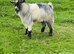 2 billy goats