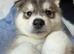 Husky mixed puppies from family home