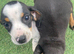 2 beautiful dachshund puppies ready for new homes!!!