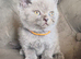 British short haired kittens