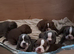 Beautiful old English bulldogs for sale!!!