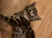 Tabby boy
