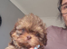 READY NOW dobie imperial shih tzu pups