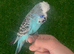 Lovely baby hand reared budgie