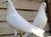 PURE WHITE DOVES STRAIGHT TAILS