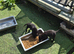 labrador pups kcreg