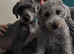 Bedlington Cross Puppies