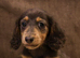 Long haired miniature dachshunds
