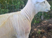Lleyn Ram 16 Months Old Looking for New Home
