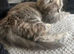 12 week female kitten