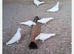 Pure white Logan’s racing pigeons high quality birds