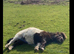 Shetland Gelding