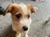15 week old Jack Russel cross