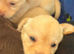 Labrador puppies