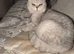 Silver snow British shorthair kittens