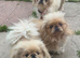 2 Rare gorgeous apricot & white pekingnese part-coloured boy 14 months