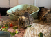 Two female guinea pigs for rehome