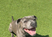 Staffedshire