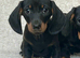 Beautiful miniature dachshund puppies