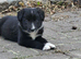 Gorgeous collie pups