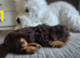Imperial Shih Tzu puppies