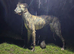 Lurcher