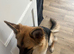 Honey for rehome